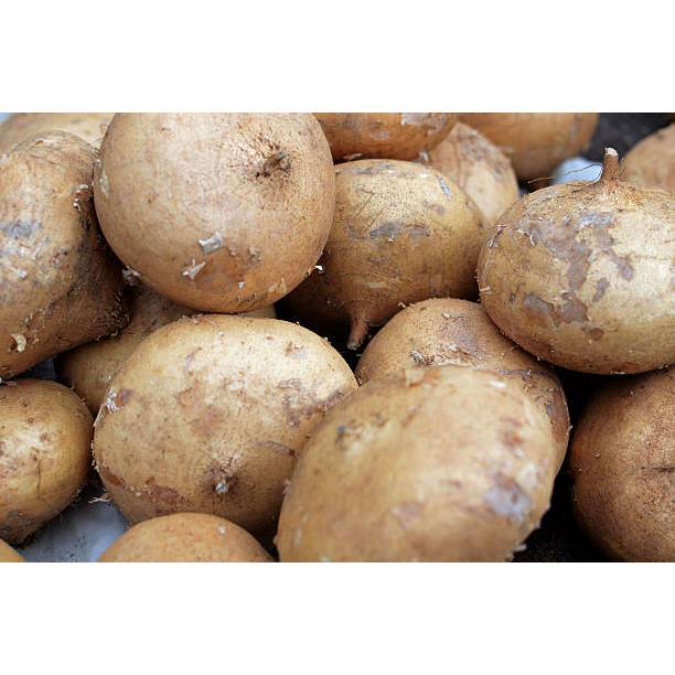 GARANSI - Bibit Bengkoang