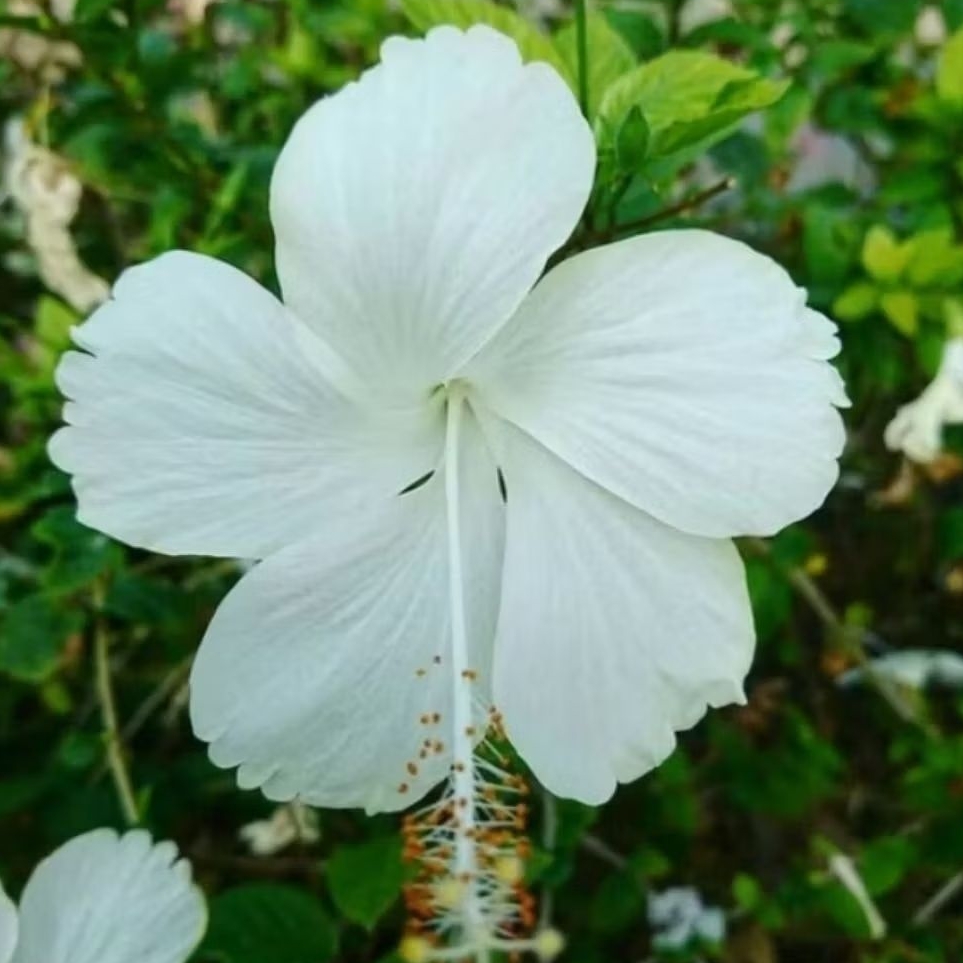 Pohon kembang sepatu bunga putih lokal / Tanaman kembang sepatu bunga putih