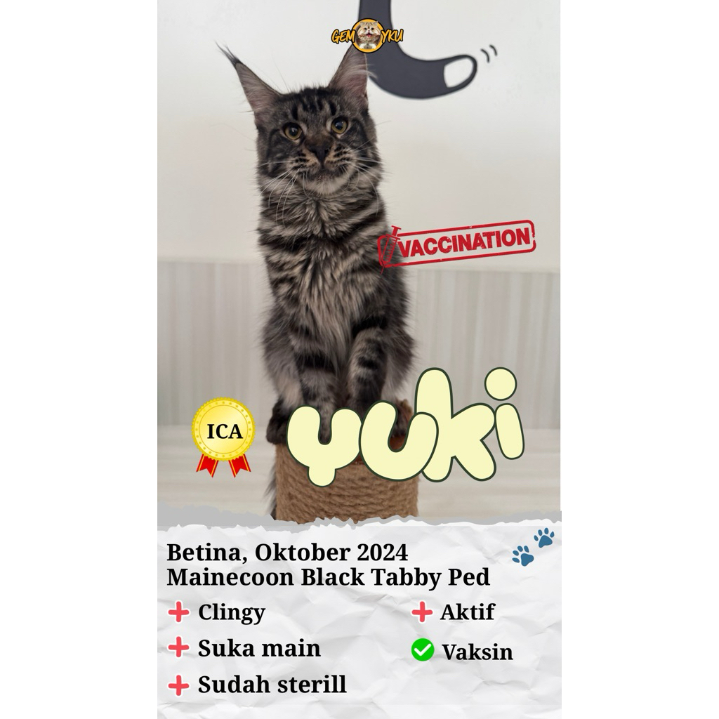 Kucing Pedigree Mainecoon Yuki | Cantik badas Mainecoon Black Tabby Kiyowok | Murah Meriah Mantul