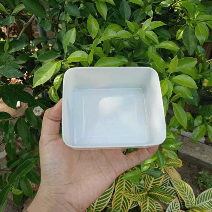 Cetakan Nasi Kotak - Tempat Plastik Putih Wadah Kancing