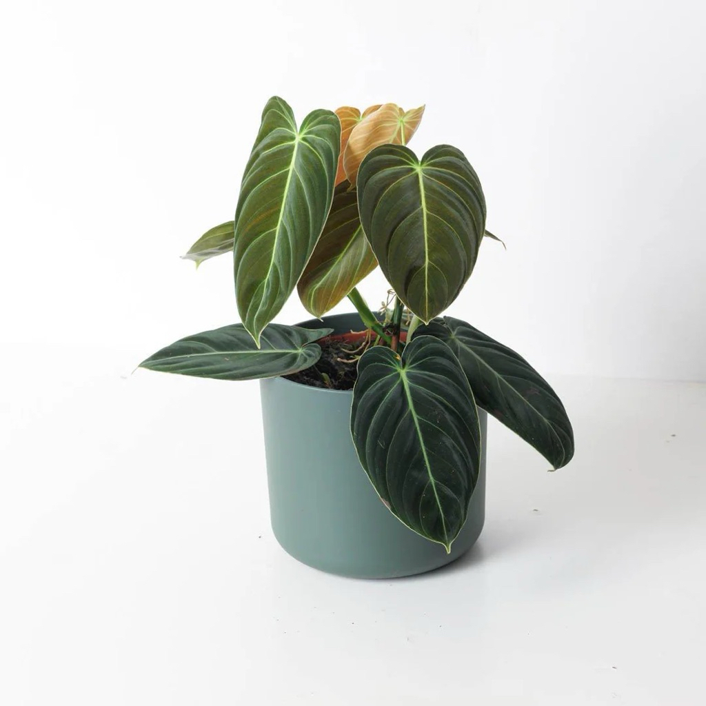 TANAMAN HIAS PHILODENDRON MELANOCHRYSUM- MELANOCHRYSUM