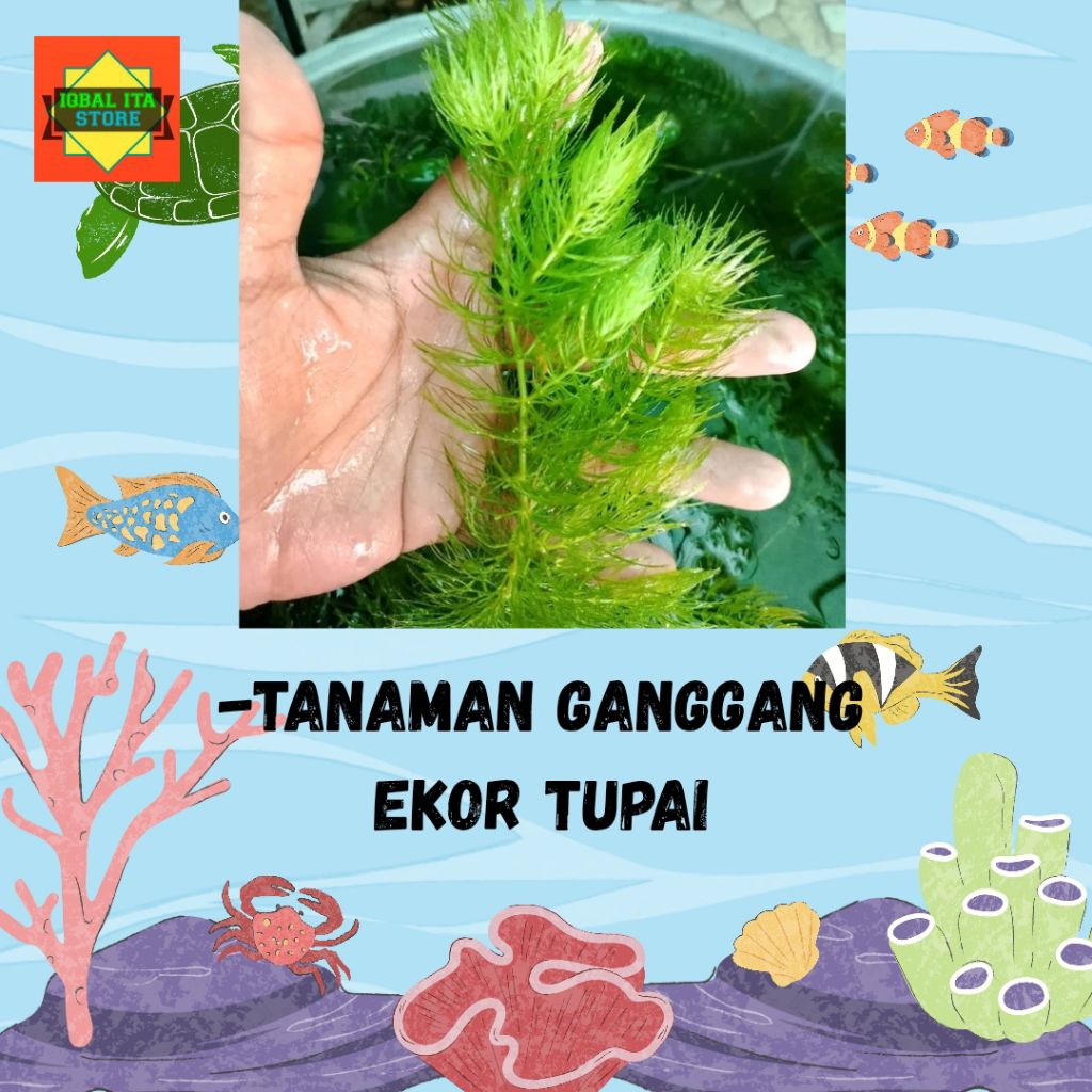 tanaman air ganggang ekor tupai