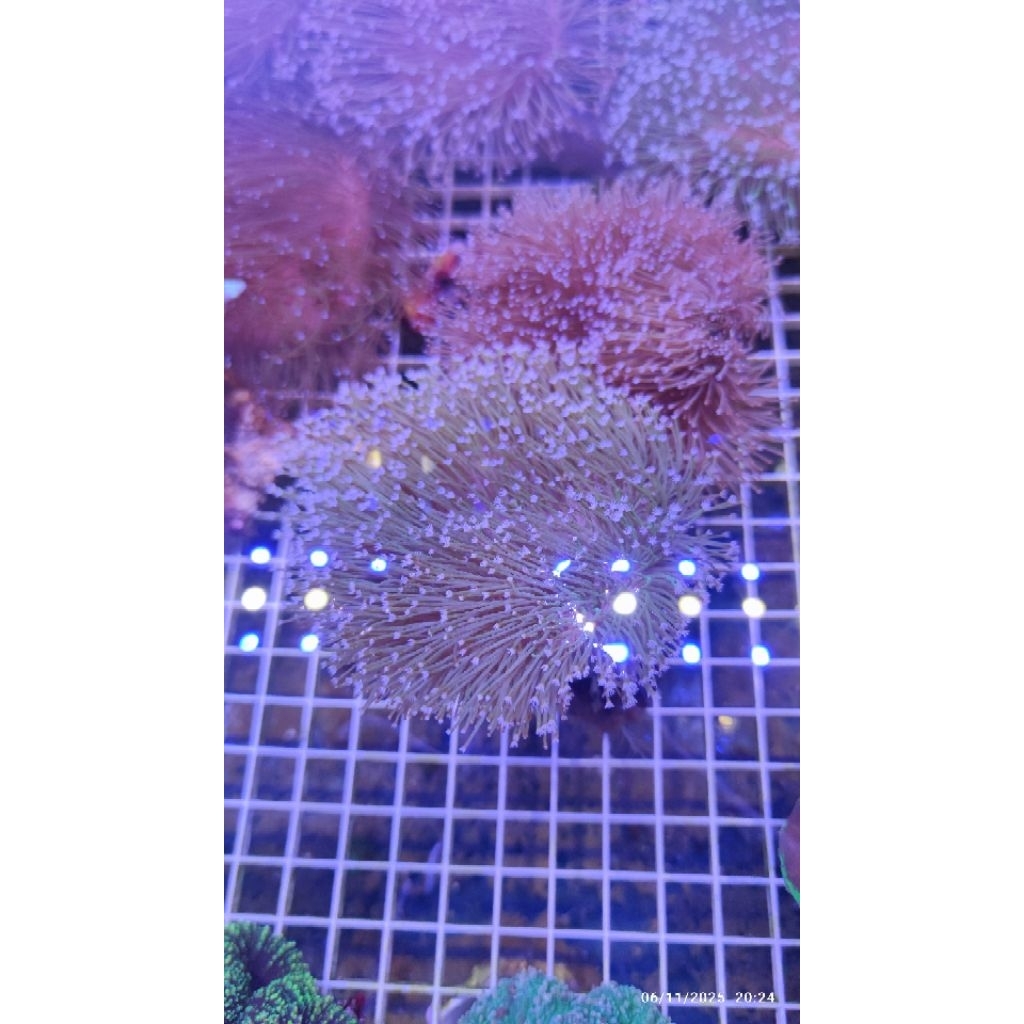 Softies Coral Payungan Hijau