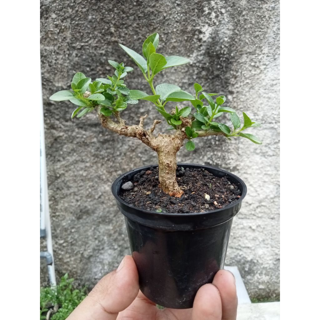 Bonsai Sancang Shito