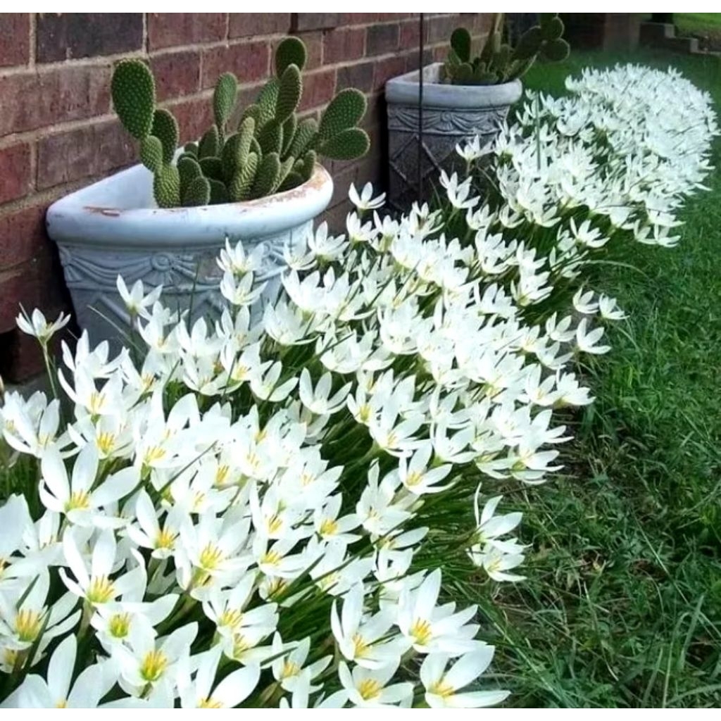 PROMO Tanaman hias Lili hujan Bunga hidup/ paket 5 Rain Lily hujan / Tanaman hidup lili hujan - tana