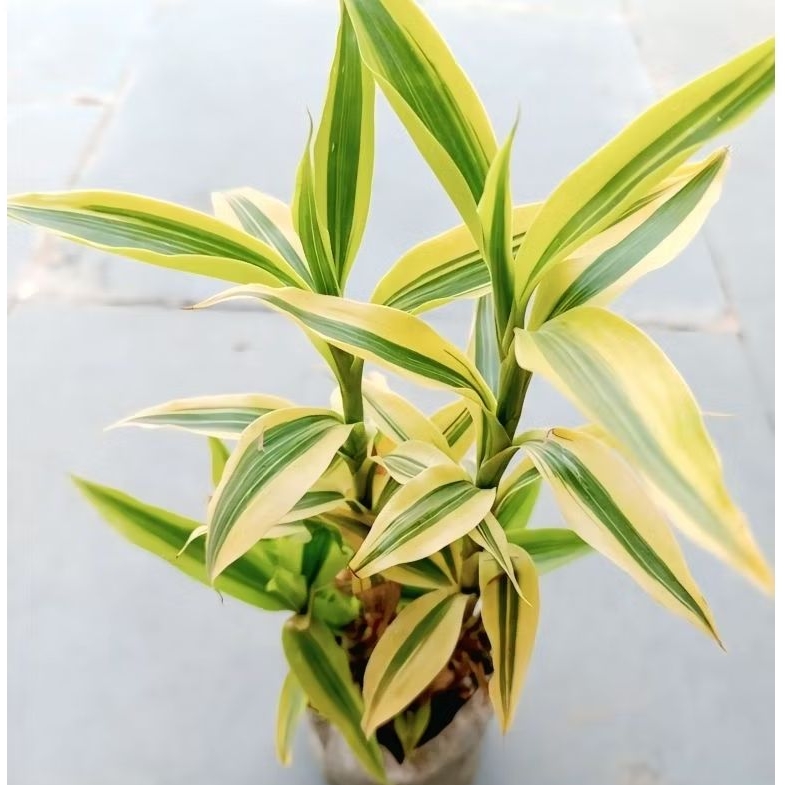 Tanaman Hias Bambu Hoki Sri Rejeki Golden Per 5 Batang Cocok Untuk Hiasan Taman Ruangan