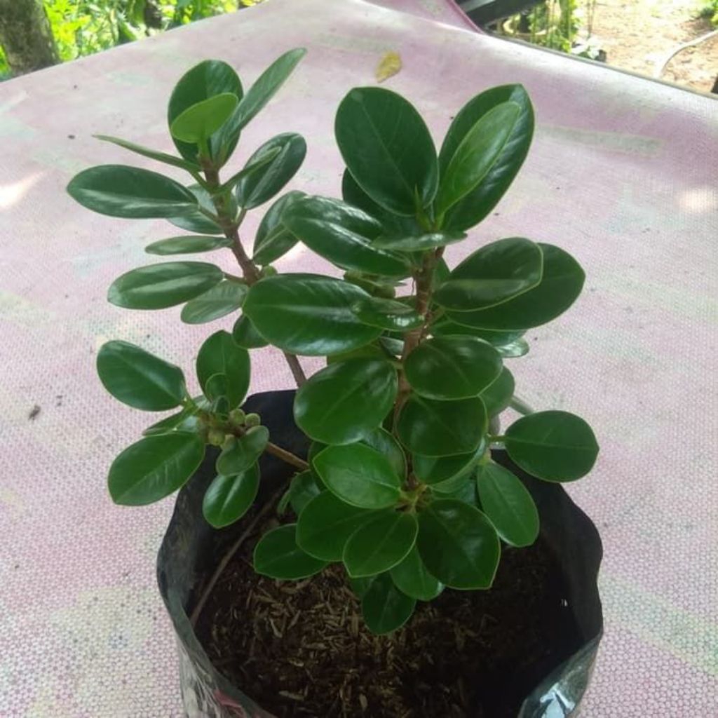 Bibit bonsai pohon beringin Korea mini - tanaman hias beringin korea