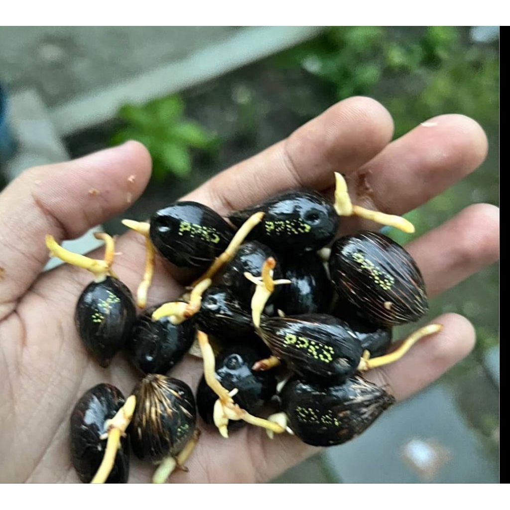 Harga Eceran 9000/butir Benih Sawit PPKS SIMALUNGUN bibit Sawit unggul bersertifikat