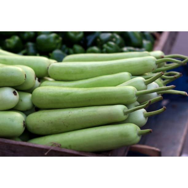 GARANSI - Bibit Labu Air