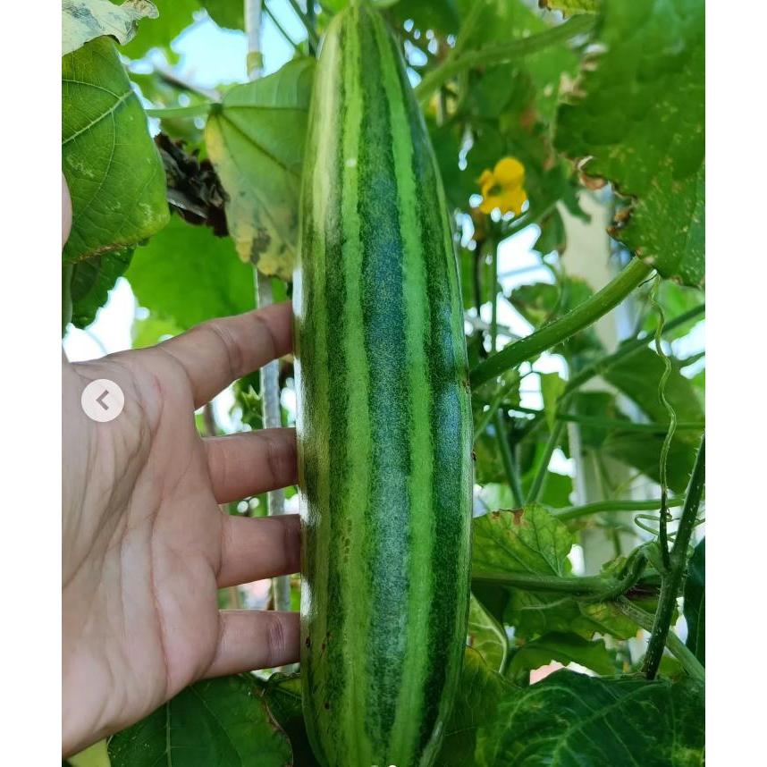 GARANSI - Bibit Timun Krai