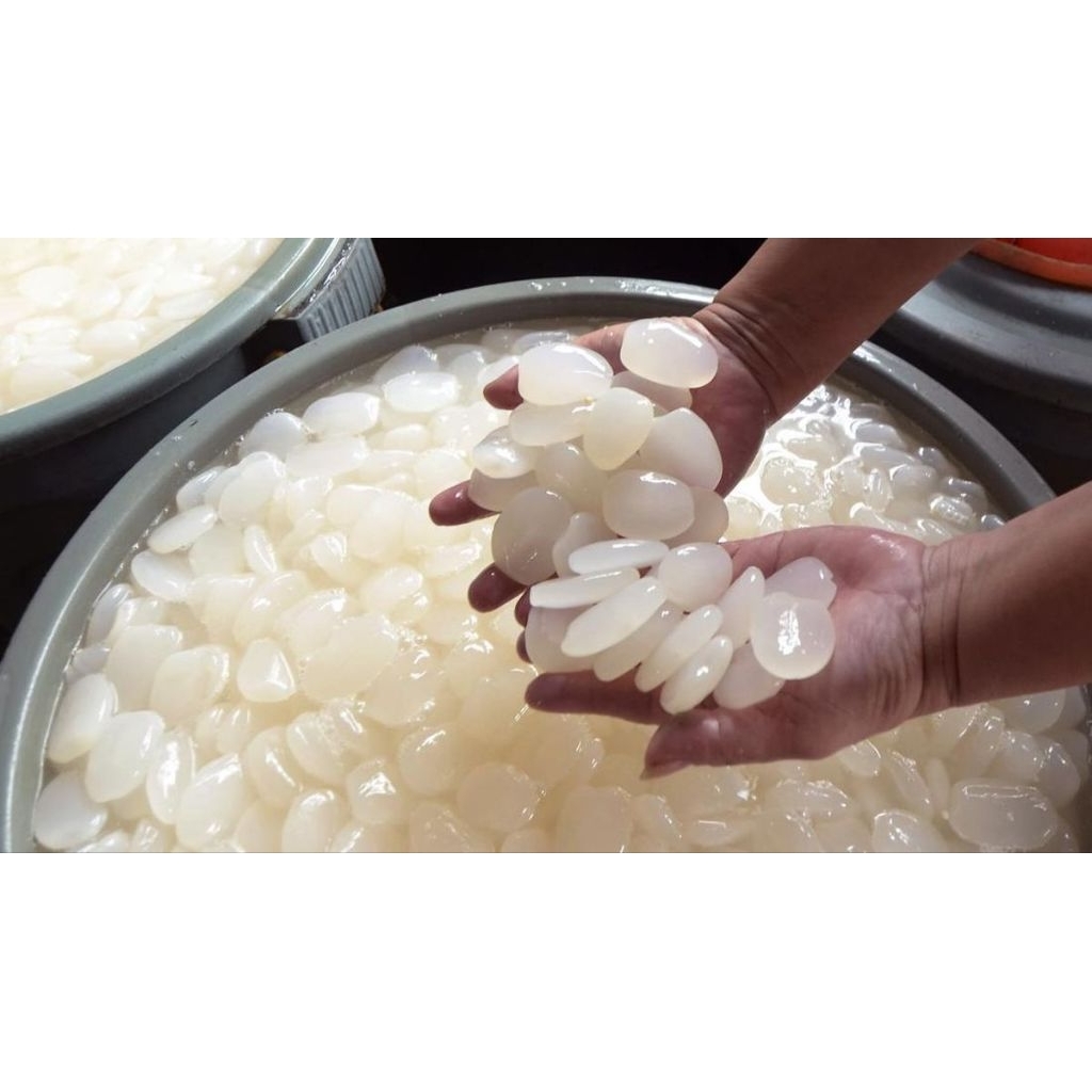 Kolang kaling segar Kolang kaling super Kolang kaling medan bahan manisan 200gram bersih