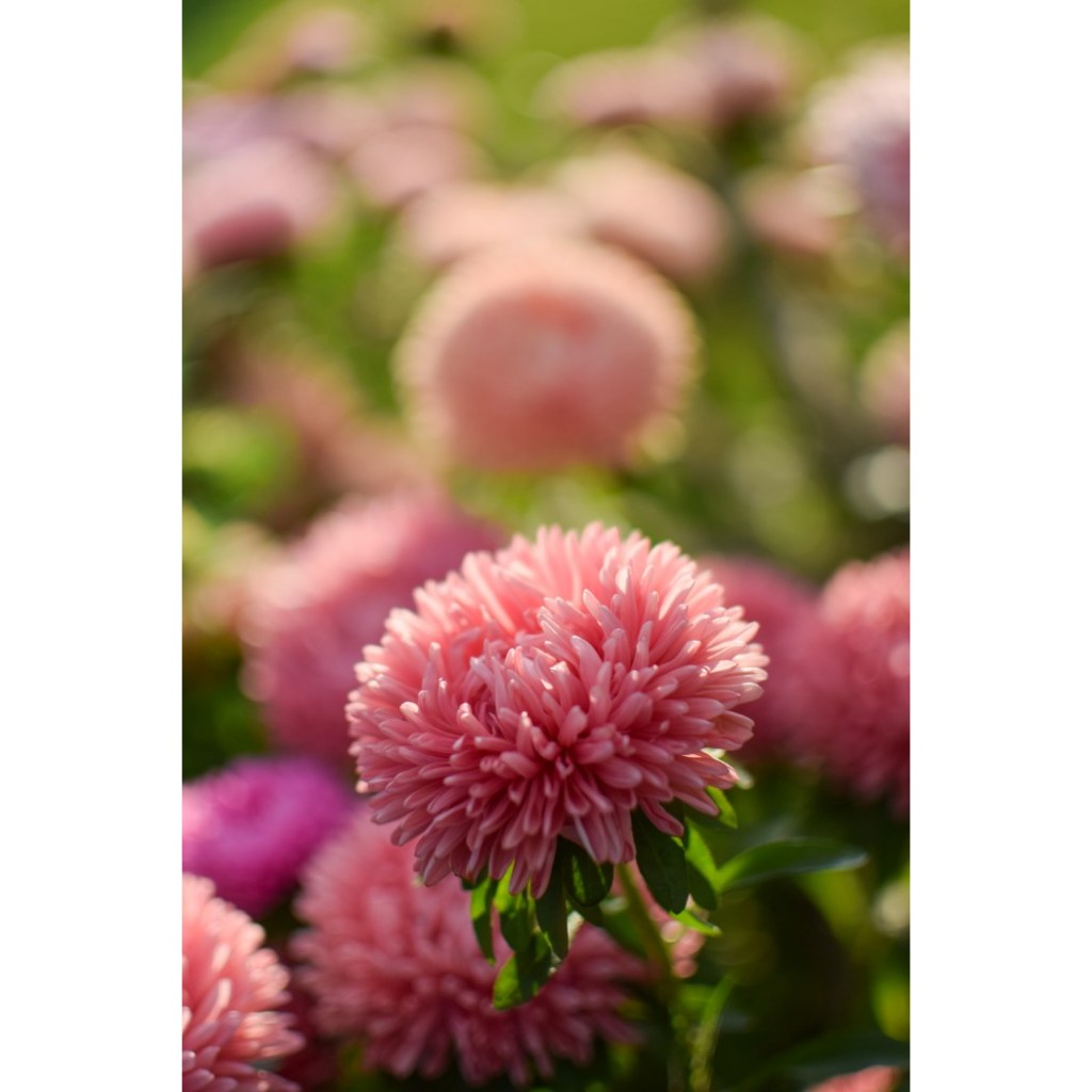 5 Biji Bibit Bunga Aster