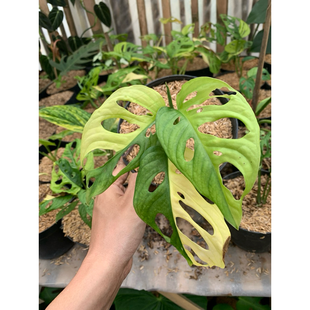 monstera acuminata varigata kuning