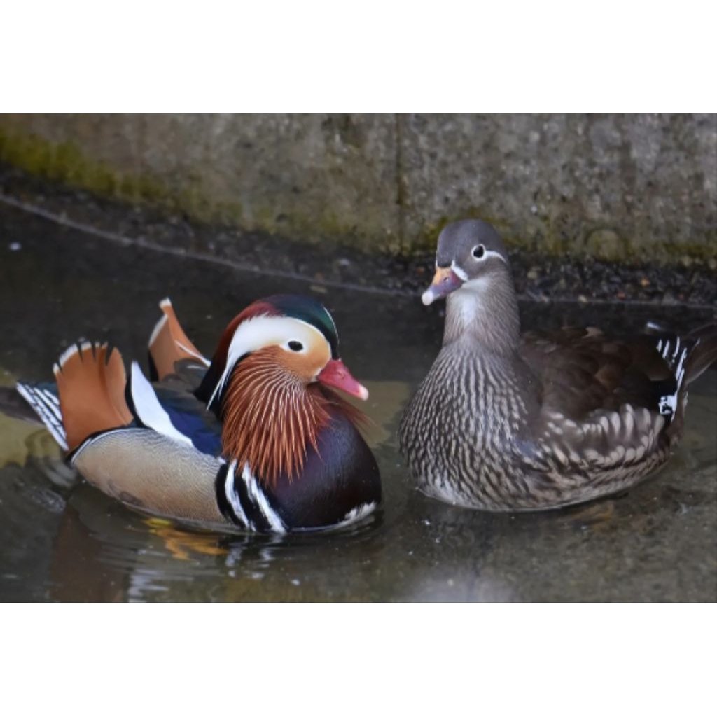 telur bebek mandarin fertil siap tetas