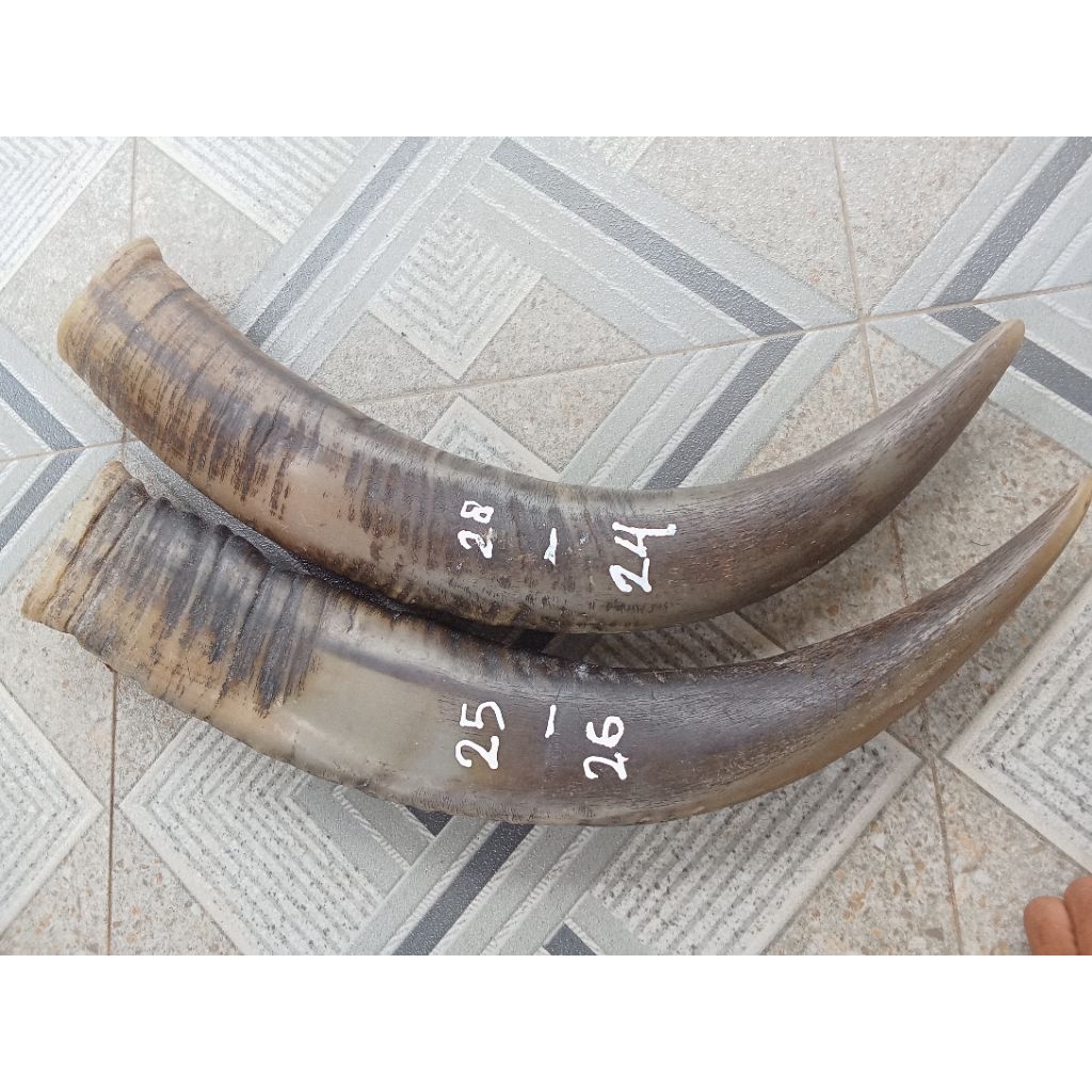 sepasang tanduk kerbau bule / putih padat 24&26 panjang 51&52