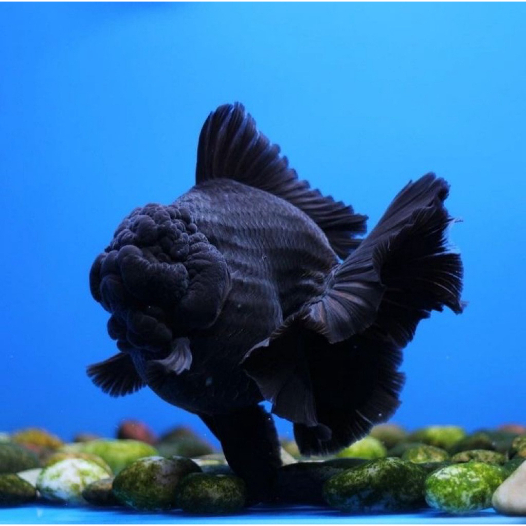 KOKI GEMBUL ORANDA SUPER BLACK GRADE A