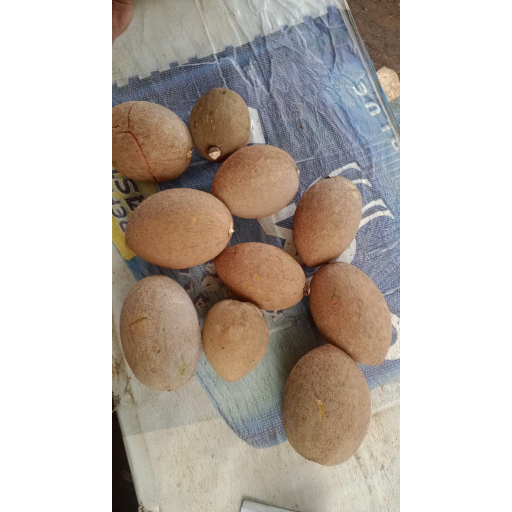 biji mamey sapote