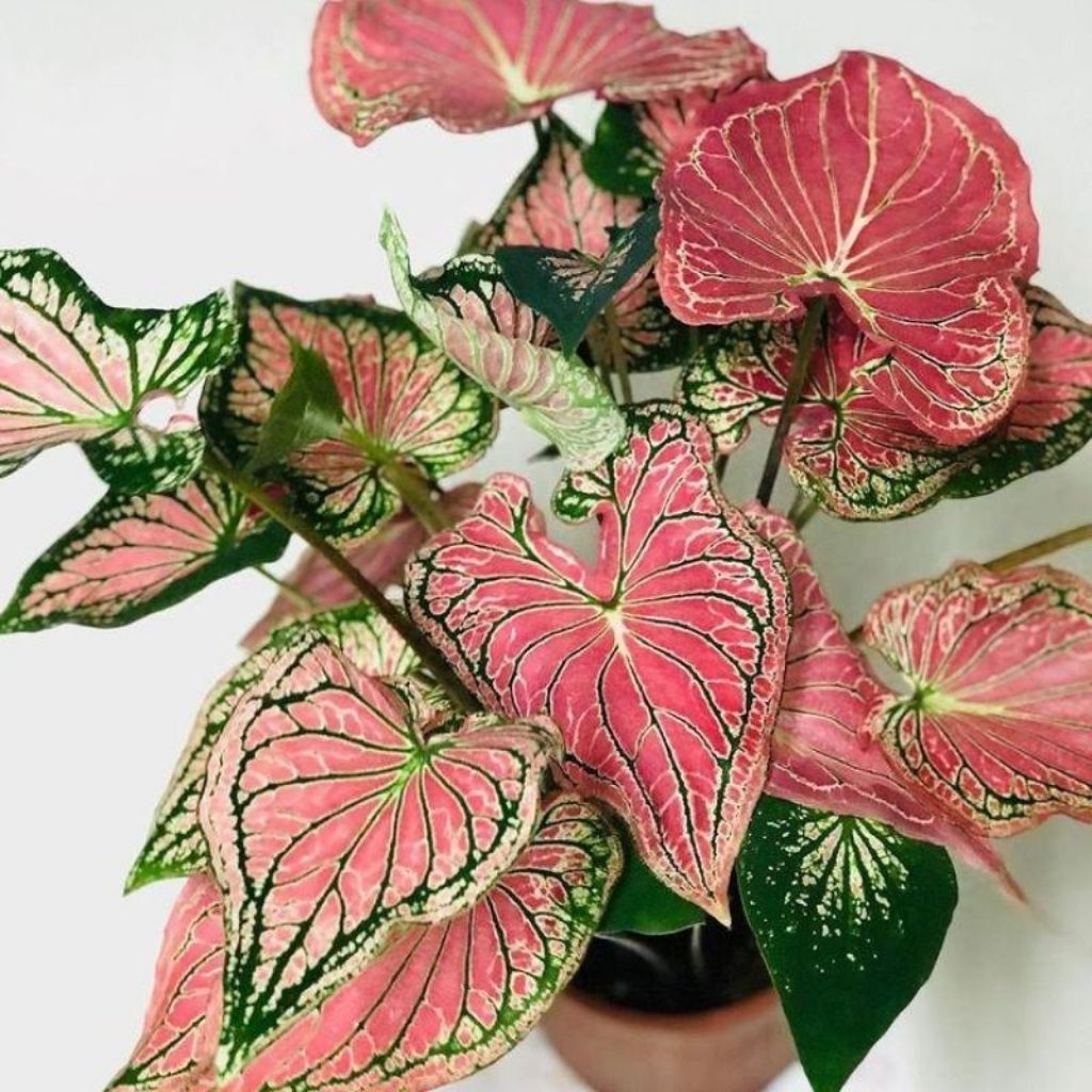 Tanaman Keladi Wayang / Caladium Thai Beauty /Caladium Gingerland /Caladium Pink