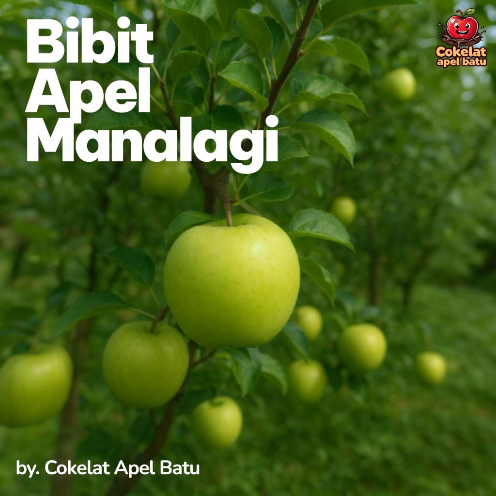 Bibit Apel Manalagi - Bibit Apel - Bibit Apel Batu - Apel Manalagi - Apel batu