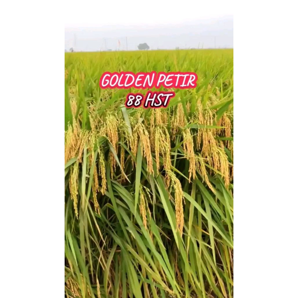 Benih padi golden petir 100% original