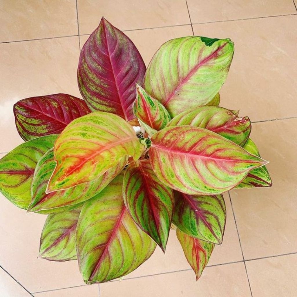 (New) Aglonema Sweet Heart - Tanaman Hias Koleksi - Wajib Punya - BISA COD