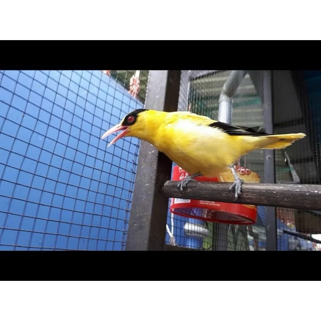 promo murah 2 telur burung kepodang emas fertil asli