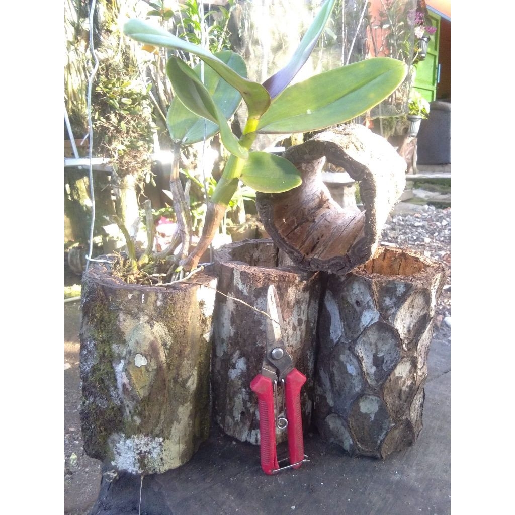 Pot batang pakis ukuran besar