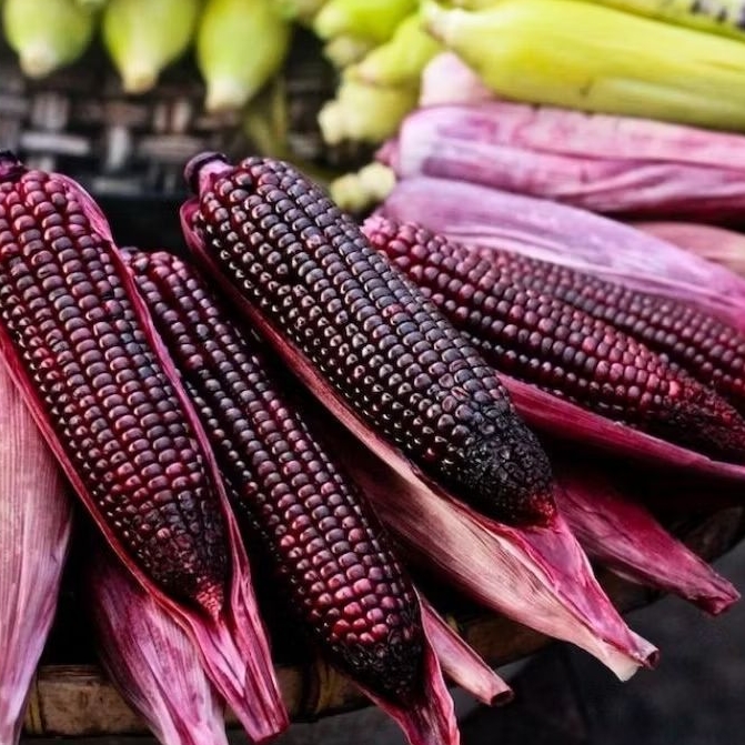 (WAJIB TANYAKAN STOCK) Jagung Ketan Ungu Merah Segar per 3 biji - Pasar Makassar