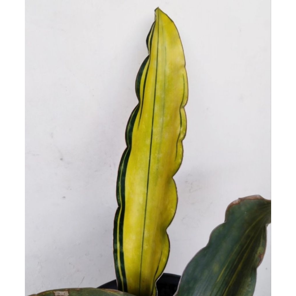 Sansevieria Douglas varigata