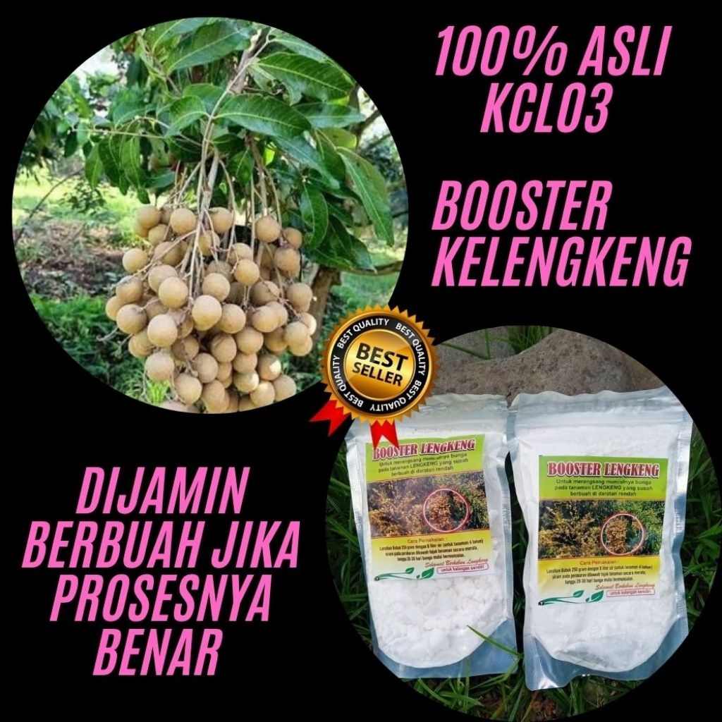 Boster Kelengkeng Nusantara, Boster Kelengkeng