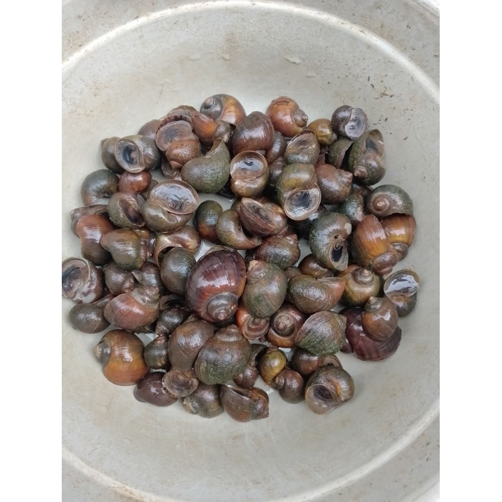 Keong mas keong sawah fress masih hidup 1kg