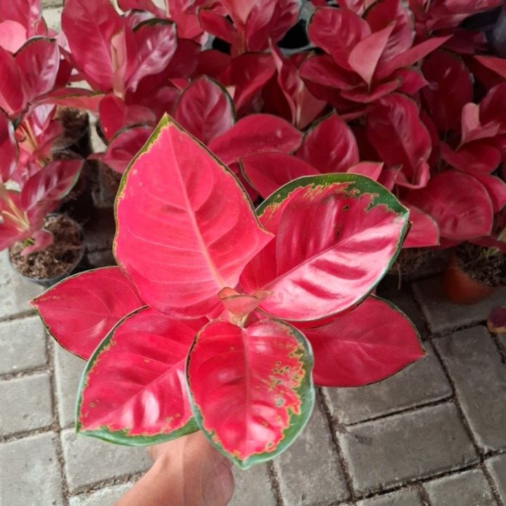 aglonema red cherry