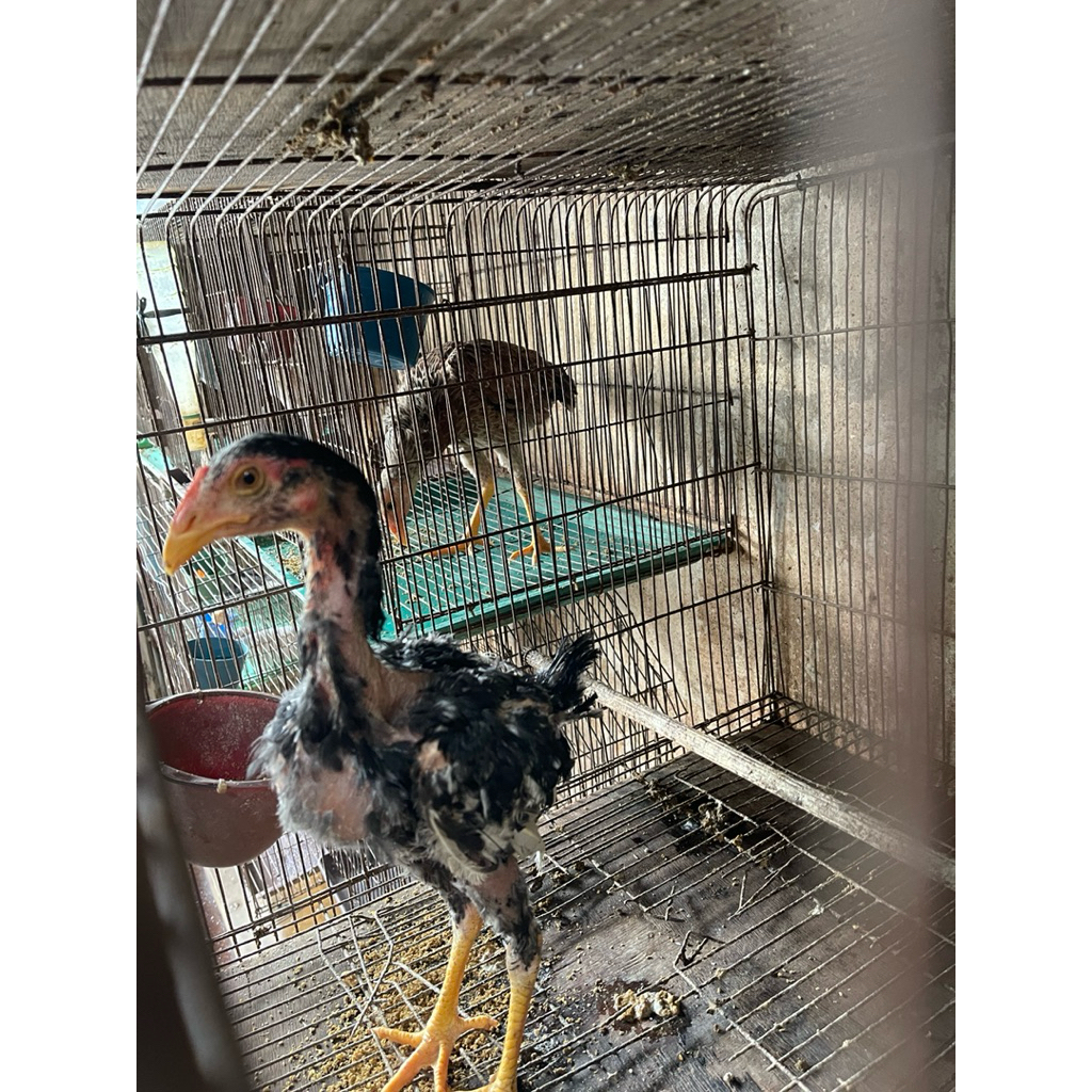 AYAM BANGKOK DARAH PAKOY X PLUCKER