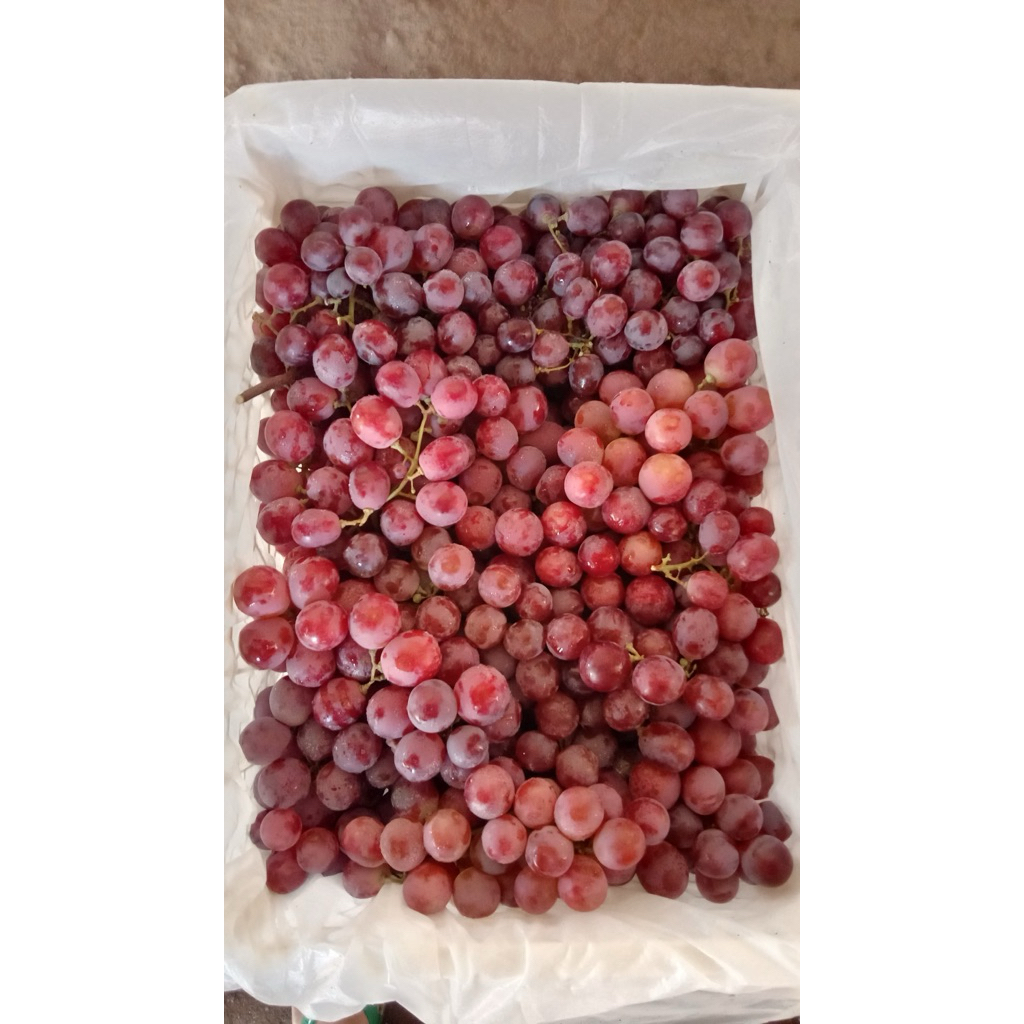 anggur merah rrc 1 keranjang 6kg