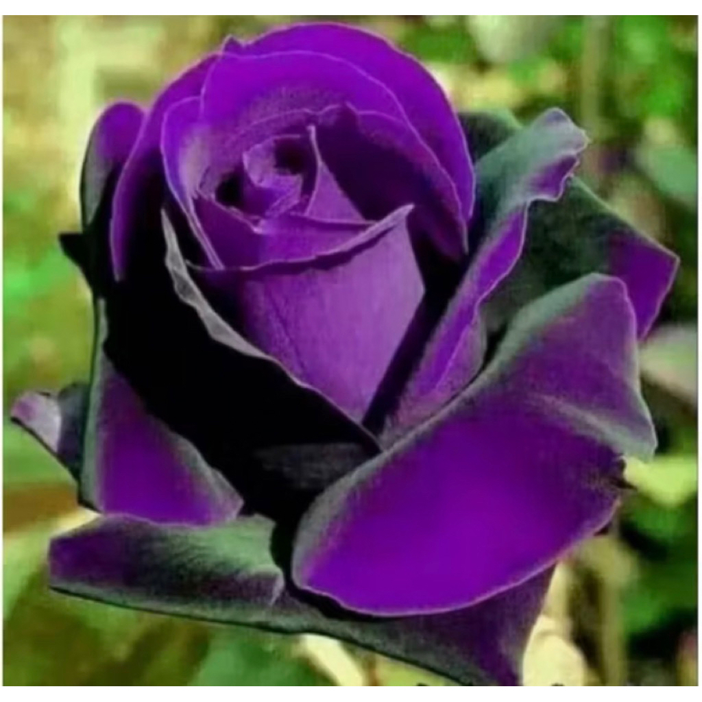 Promo Termurah Bisa Cod Tanaman Hias Bunga Mawar Ungu Hitam-Mawar Hidup-Tanaman Hias Bunga Mawar Ung