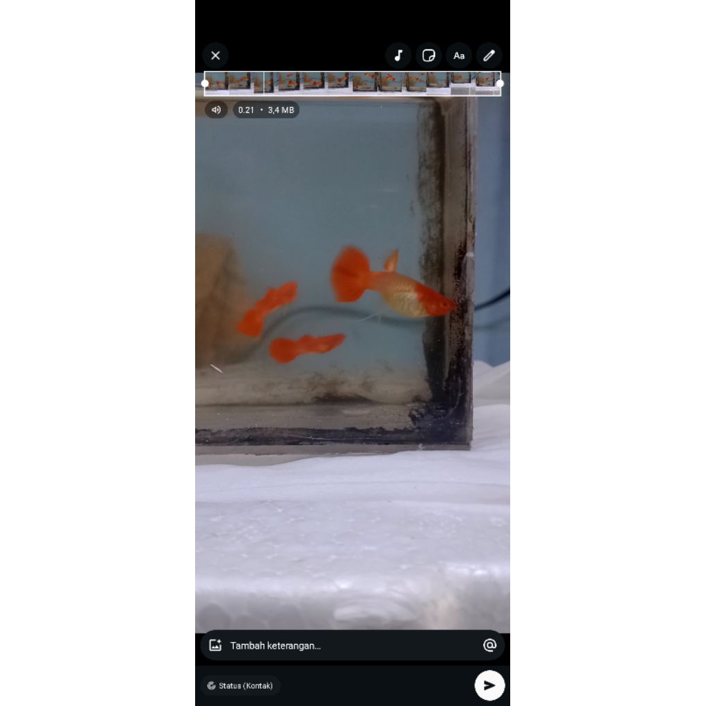 hiasan aquarium albino koi red ear ribbon