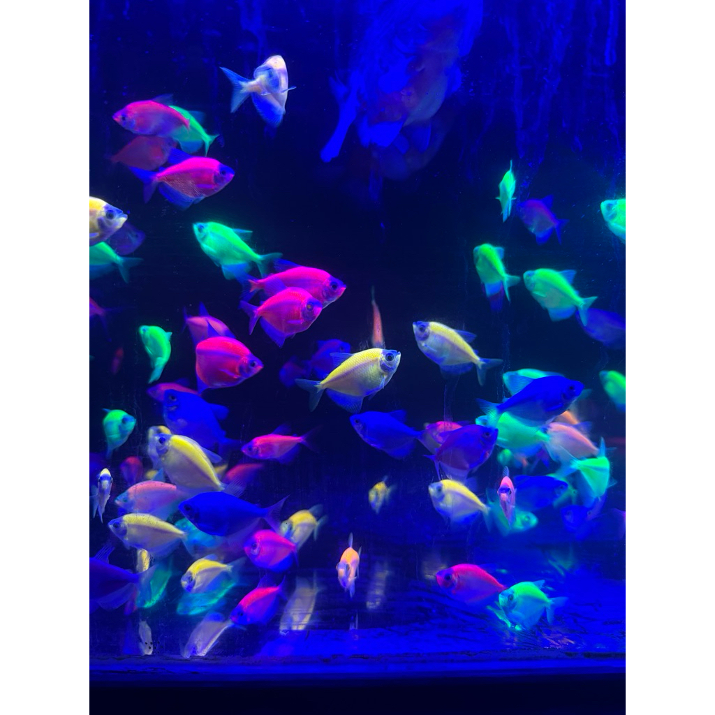 glowfish tetra 10 ekor bergaransi