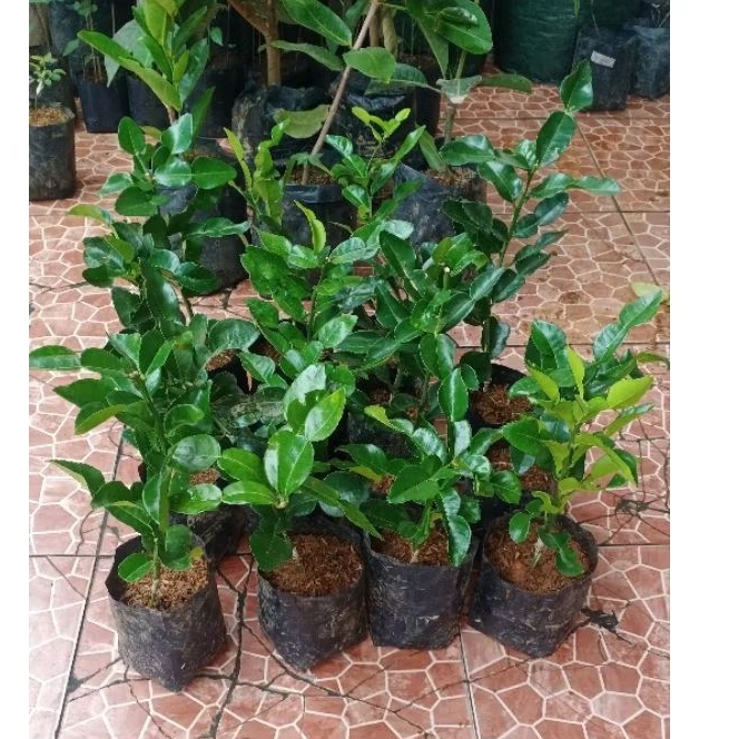 bibit jeruk purut medan