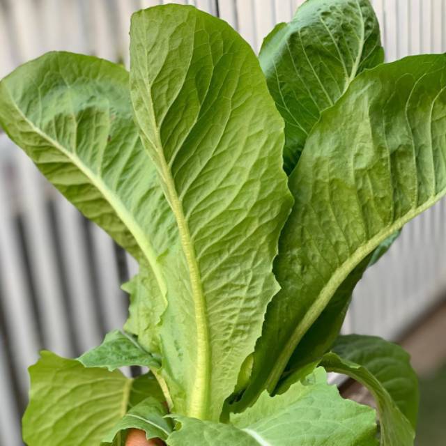 UNGGUL - Bibit Selada Green Romaine