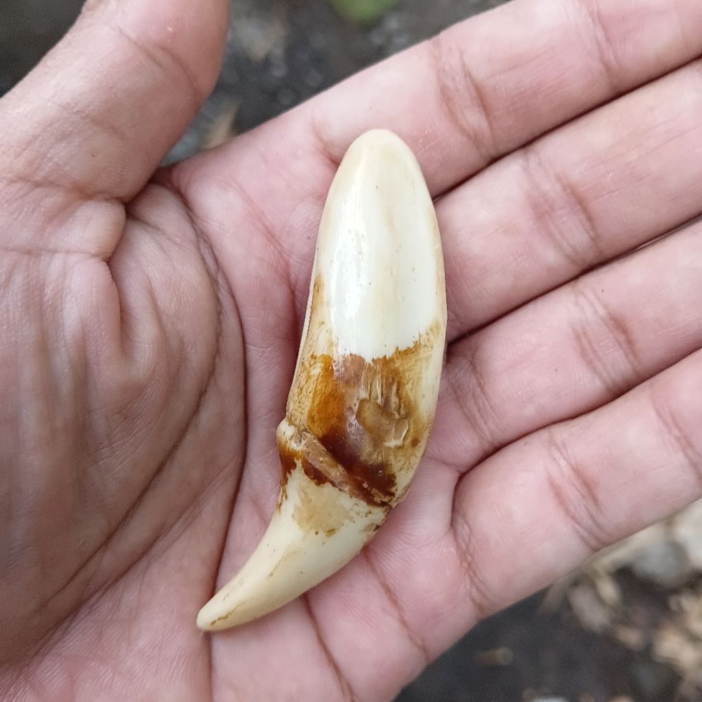 Taring Beruang Etnik Aksesori Unik Handmade