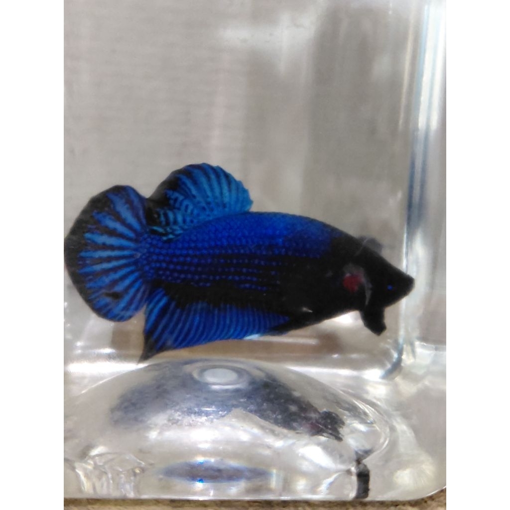 Cupang bagan adu super uk xl