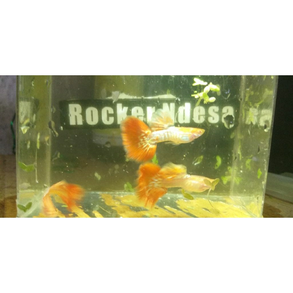 guppy albino AMSSRT (Albino Metal Snake Skin Red Tail) sepasang