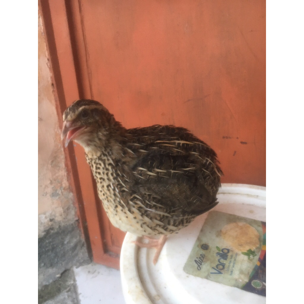 Telur Tetas Puyuh GPS Hitam