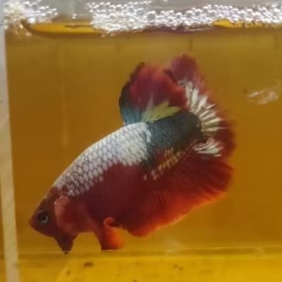 Cupang hias Plakat Hellboy