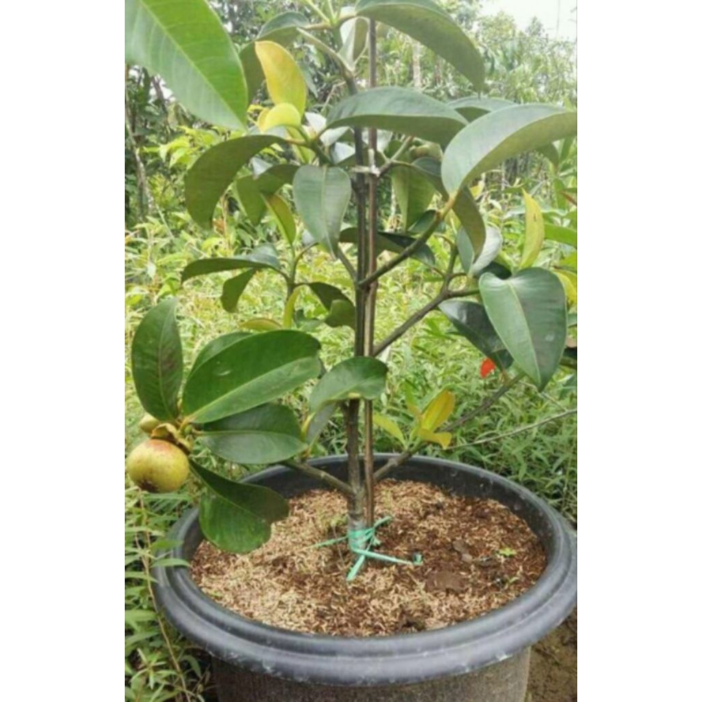 Bibit manggis cangkokan langsung berbuah