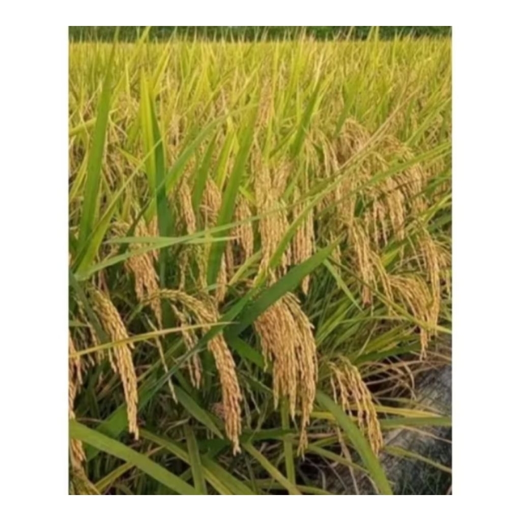 BENIH PADI BY 208KEMASAN1KG