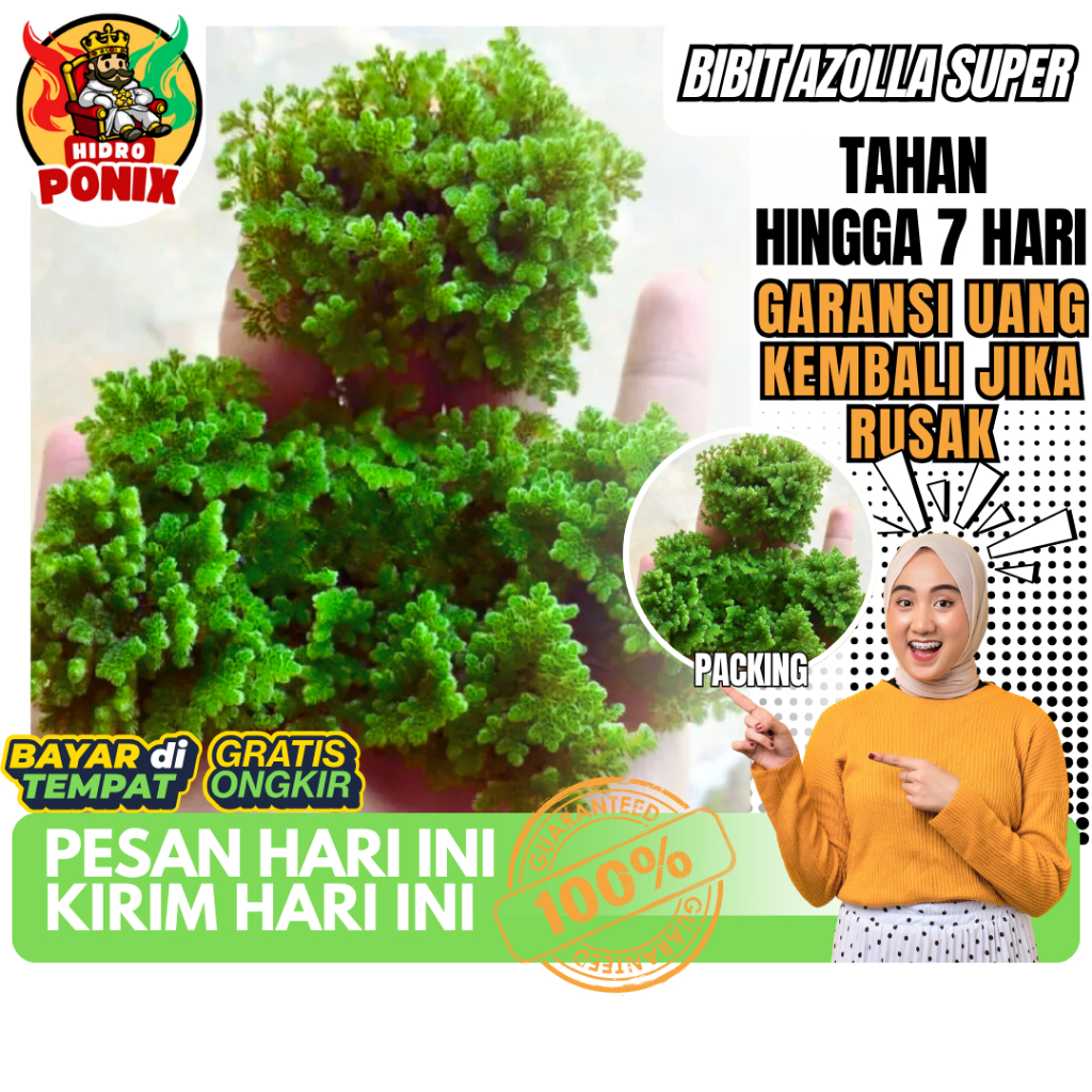 Bibit Azolla 1KG Super Cepat Berkembang | Pakan Ikan Lele Nila Murah | Azolla Microphylla Hidup 100%