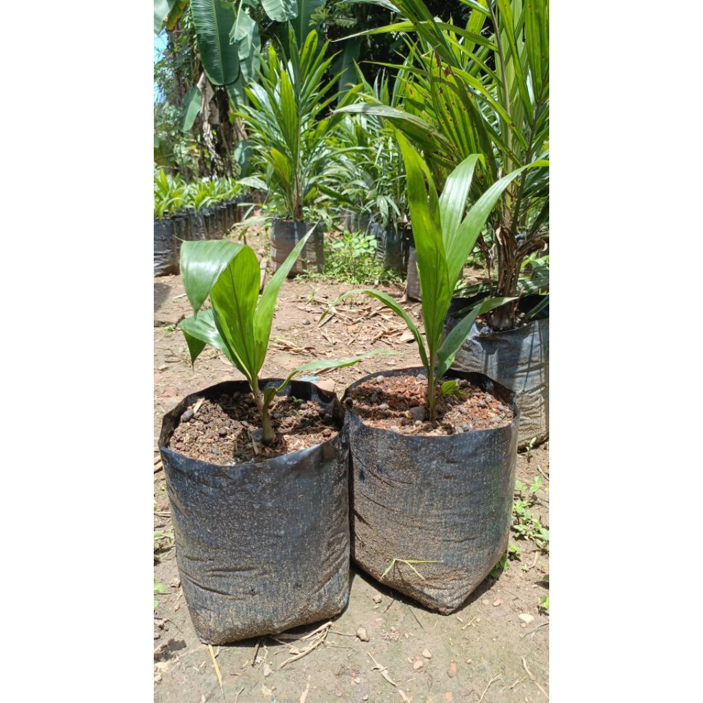 bibit unggul kelapa sawit