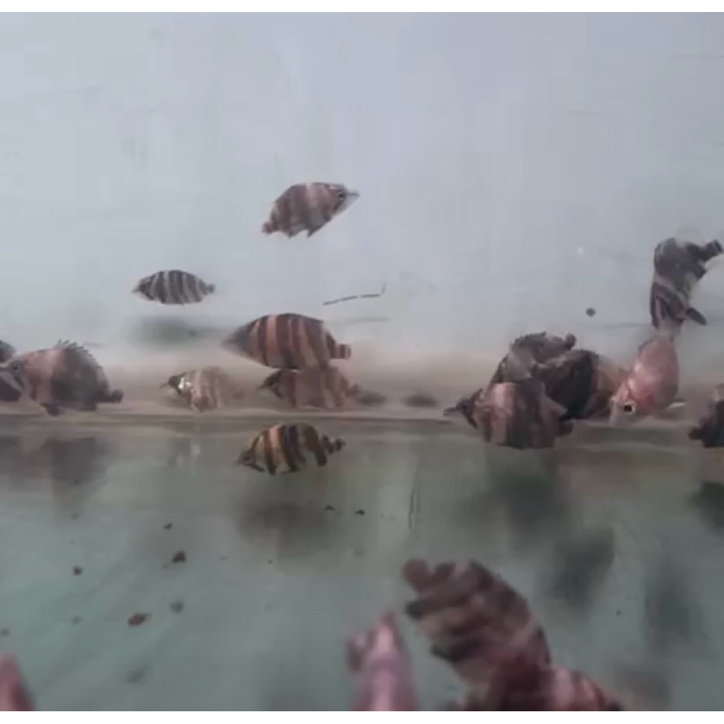 ikan datz mixbar tigerfish 2-3cm