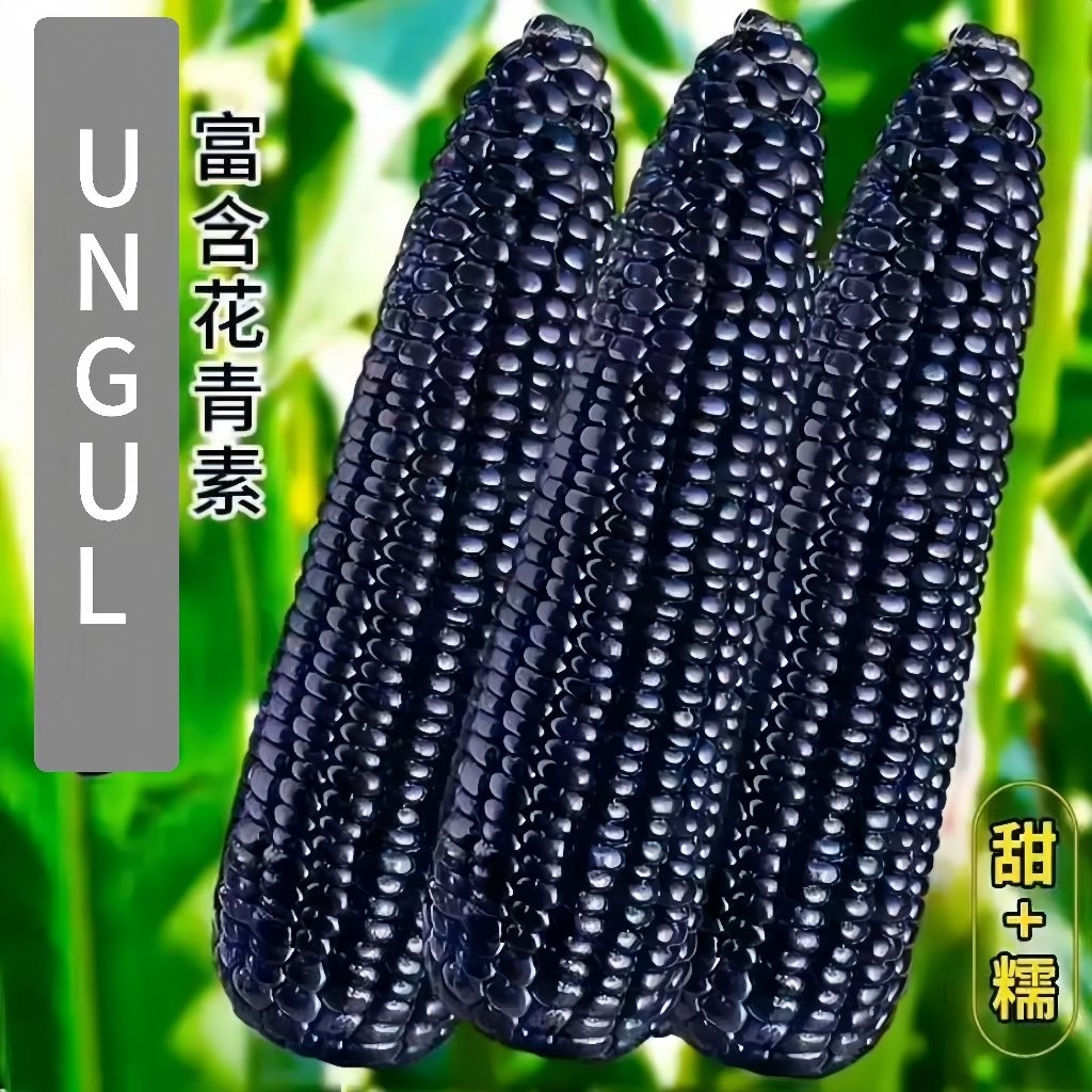 Benih Jagung Ketan Warna Ungu Benih Jagung Unggul